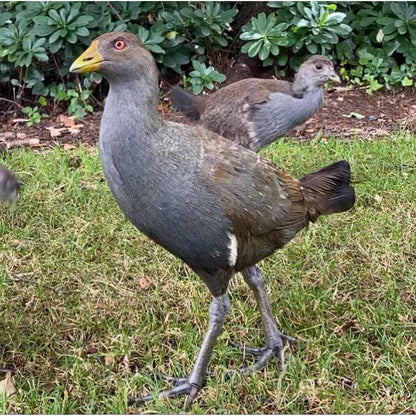 Turbo chook native hen soft toyHere is our new stuffed toy “Turbo Chook” as they are known in Tasmania . This loveable character has now been made into a soft toy. Take him wherever you go for those comical photo shoots. A souvenir of Tasmania or that spe