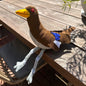 Turbo chook native hen soft toyHere is our new stuffed toy “Turbo Chook” as they are known in Tasmania . This loveable character has now been made into a soft toy. Take him wherever you go for those comical photo shoots. A souvenir of Tasmania or that spe